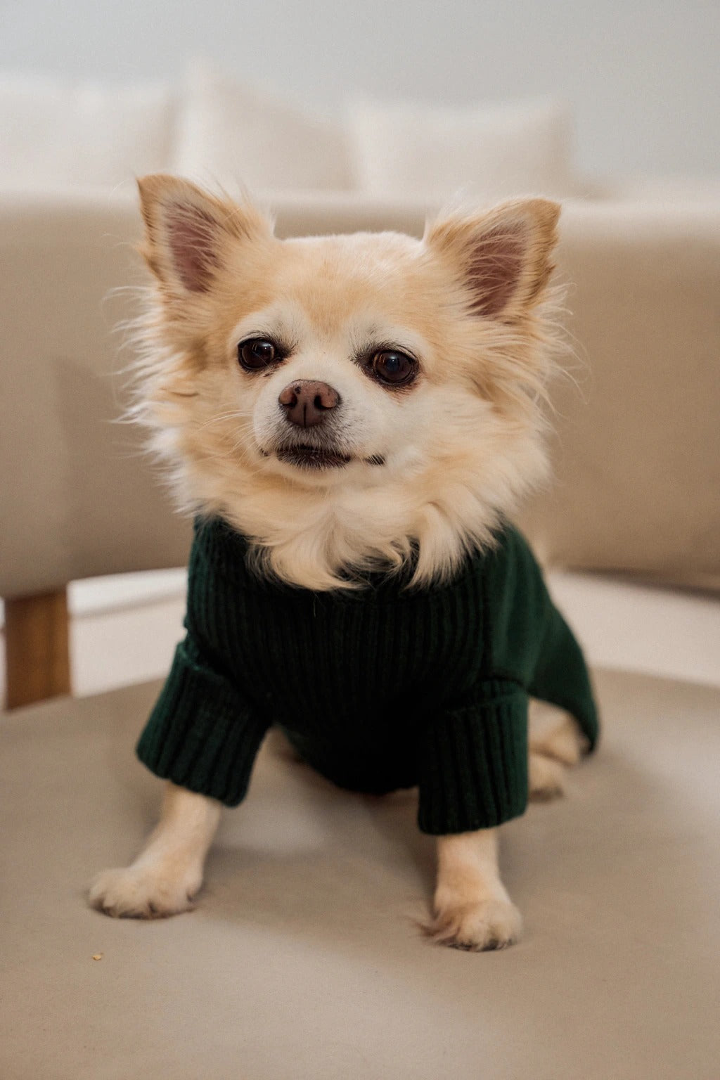 SWEATER LIBRA VERDE